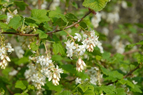 Ribes sanguineum, White icicle, also known as Flowering Currant. Shrub in the garden with racemes of white flowers in spring