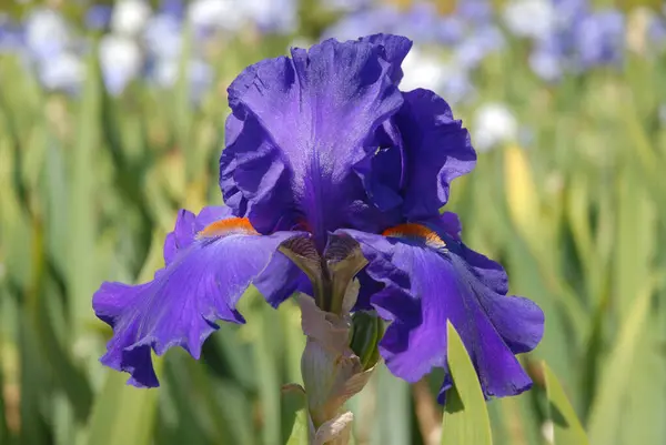 Tall bearded iris flower, Purple with orange beard, known as Paul Black