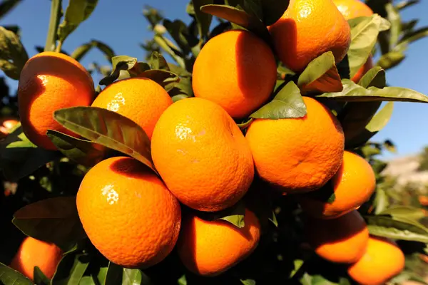 Organic clementine oranges on tree, ripe and ready for harvest, close up