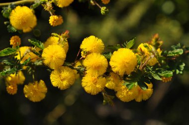 Acacia pulchella, yaygın olarak Prickly Moses olarak bilinir, Kalamunda 'da çiçek açan, Perth çevresindeki çalılık ve Batı Avustralya, Avustralya' ya özgü.