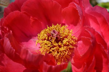 Peeonia lactiflora olarak da bilinen ağaç şakayığı, Kızıl Sarah Bernhardt, yakın plan güzel çiçek. 