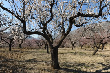 Bahar mevsiminin başlarında Alcalali, Alicante Eyaleti yakınlarındaki ağaçlarda güzel çiçekler açan badem bahçesi.