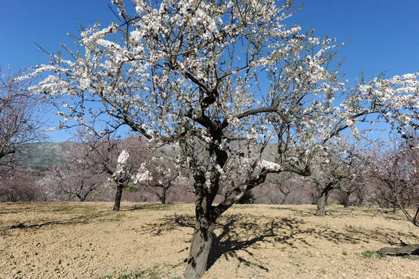 Badem ağacı, İspanya 'nın Alicante Eyaleti, Alcalali yakınlarındaki bir meyve bahçesinde ilkbaharın ilk baharlarında açan güzel çiçeklerle kaplıdır.