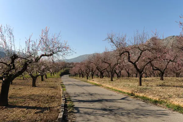 Alcalali, Alicante Eyaleti yakınlarındaki Baharda çiçek açan Badem ağaçlarının arasından kırsal yol, İspanya