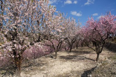 Badem ağaçları, Prunus dulcis, pembe çiçekli ve taze yeşil yapraklı, Benimaurell yakınlarındaki dağlarda, Alicate Bölgesi, İspanya