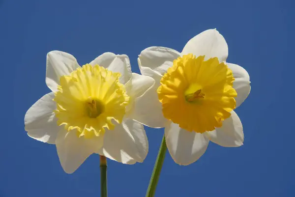 Two perfect daffodils flowers isolated against blue sky