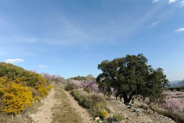 Rengarenk arazide kırsal alan boyunca sarı çiçekli gorse, pembe badem çiçeği ve Benimaurell yakınlarındaki dağlarda bir meşe ağacı, Alicante Eyaleti, İspanya