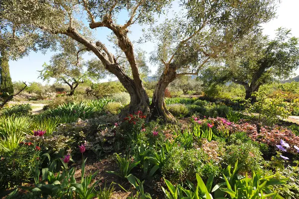 Mediterranean garden, olive tree Olea europaea under planted with colourful spring flowers