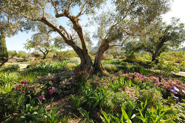 Mediterranean garden, olive tree Olea europaea under planted with colourful spring flowers  