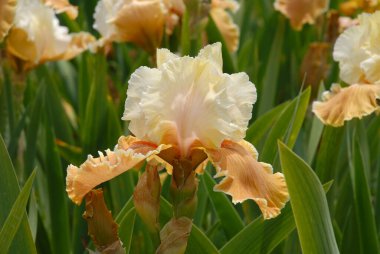 Uzun sakallı Iris Flower, İngiliz Cazibesi, güzel krem rengi çiçek açmış bahçe yatağında.