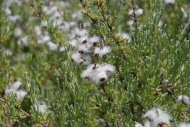 Yabani biberiye ya da Cape Snow çalısı, Eriocephalus africanus ya da Kapokbossie olarak da bilinir.