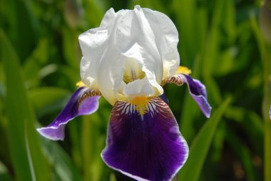 Uzun sakallı iris, Wabash, güzel mor ve beyaz çiçek.