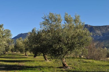 Balones yakınlarındaki dağlarda zeytin bahçesi, Alicante Eyaleti, İspanya