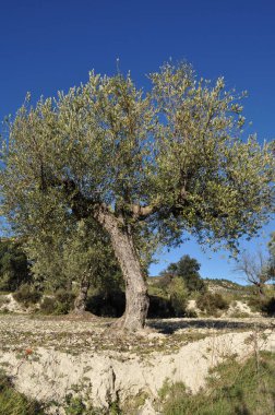 İspanya 'nın Alicante Eyaleti, Balones yakınlarındaki dağlarda teraslı bir meyve bahçesinde yetişen zeytin ağacı.