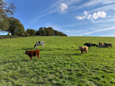 Idyllic İngiliz yaz manzarası, yemyeşil çayırlarda otlayan inekler, Kışlık St Martin, Dorset, İngiltere