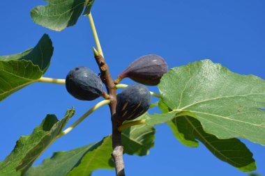 Ağaçta mavi gökyüzüne karşı organik, olgun mor incirler.