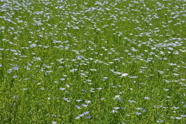 Flax (Linum usitatissimum), Linaceae familyasından Linum cinsinin bir üyesi olan keten veya keten tohumu olarak da bilinir.