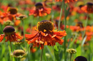 Güzel kırmızı ve turuncu Helenyum sonbahar çiçeği, makro