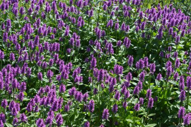 Çiçekli Stachys Monieri 