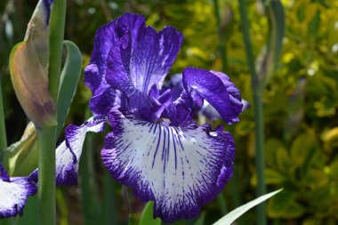 Uzun sakallı iris, vatansever kalp, güzel mor ve beyaz renk, baharda bir bahçede çiçek açan