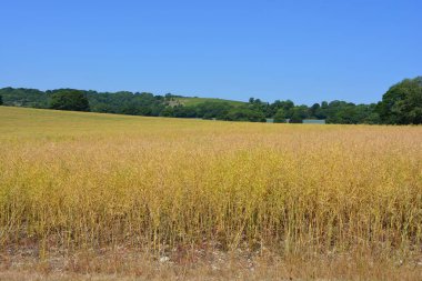 Tecavüz (Brassica napus) ya da tecavüz olarak da bilinir. Tohum tohumları oluşuyor ve neredeyse hasat zamanı. Yukarı Cerne, Dorset, İngiltere