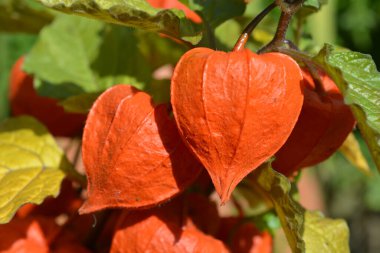 Physalis alkekengi, parlak turuncu bahçe bitkisi.