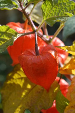 Physalis alkekengi, Süslü Physalis olarak da bilinir.