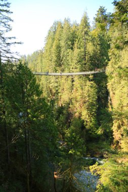 Capilano Suspension Bridge park, Vancouver, Canada clipart