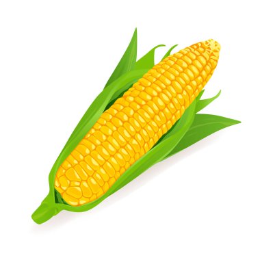 Corn cob. Corncob natural meal. Ripe Maize. Product for cooking popcorn. Isolated white background. EPS10 vector illustration.