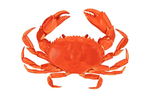 Crab Izolat Fundal Alb Vector Eps Crab Vector Fundal Culoare — Vector de stoc