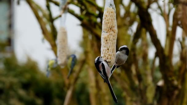 Karmiące Ptaki Sieci Orzechami Dla Ptaków Żywność Dla Ptaków Wysokiej — Wideo stockowe