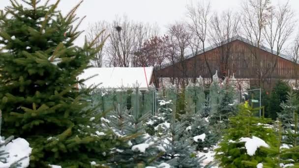 Julegran Planteskole Blå Grønne Nåletræer Sat Vintersneklædte Planteskole Julen Gran – Stock-video