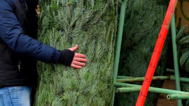 在包装网中购买圣诞树 人在圣诞市场上带着一只活的绿色云杉 高质量的4K镜头 — 图库视频影像
