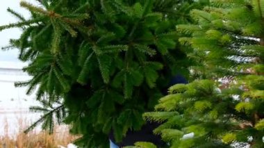 Noel ağacı pazarı. Adam Noel pazarında canlı yeşil ladin taşıyor. Kış pazarından Noel ağacı almak. Aile Noel gelenekleri ve gelenekleri. 4k görüntü