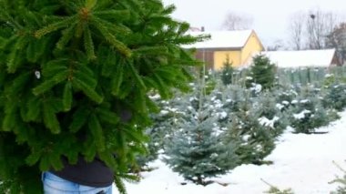Noel pazarında canlı köknar ağaçları var. Adam Noel pazarında canlı yeşil ladin taşıyor. Düşük hareket. Marketten Noel ağacı alıyor.