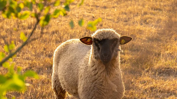 Animais Quinta Cordeiro Paddock Breeding Criação Ovelhas Sheep Woolen Breeds — Fotografia de Stock