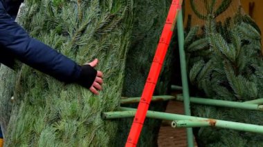 Ambalaj ağındaki bir Noel ağacını satın almak. Adam Noel pazarında canlı bir yeşil ladin taşıyor. 4k görüntü