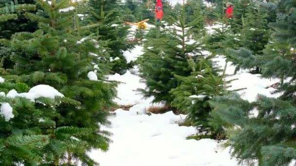크리스마스 가족들은 크리스마스 트리를 합니다 크리스마스 가게에서 사람들 나무를 마차에 — 비디오