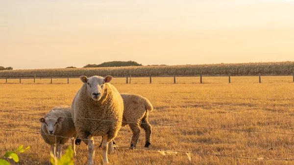 Bílé Ovce Ohradě Pšeničném Poli Pozadí Farmářská Zvířata Živočišná Výroba — Stock fotografie