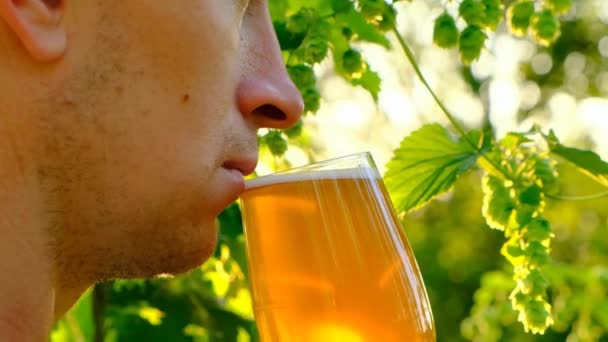 Man Drinks Beer Glass Beer Glass Hand Man Hop Plantation — Stock Video