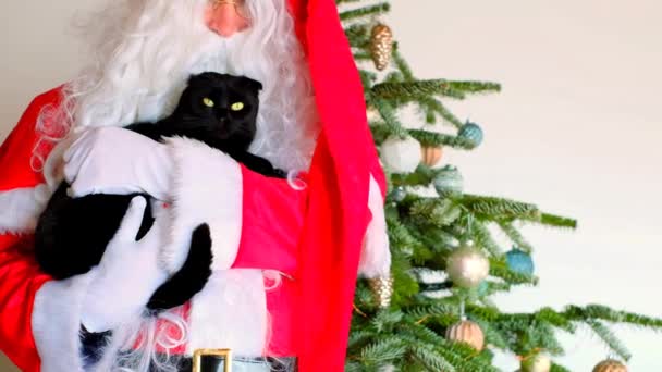 Święty Mikołaj Czarny Kot Zimowe Wakacje Zwierzątka Domowe Boże Narodzenie — Wideo stockowe