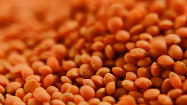 렌즈콩을 클로즈업하면 Dry Lentil Orange Grits Slow Rotation Cereals Legumes — 비디오