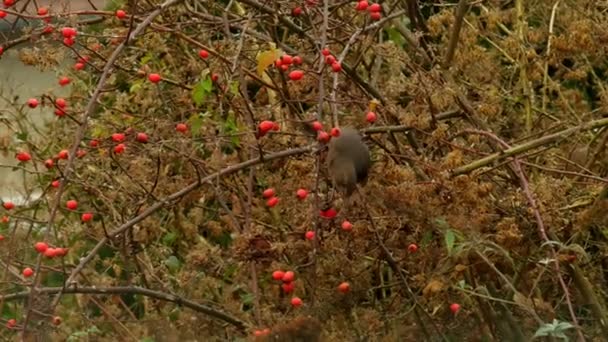 Quiscale Mangeant Rose Des Hanches Oiseaux Hiver Oiseau Grive Dans — Video