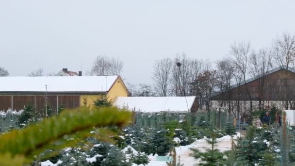 Noel Ladin Fidanlığı Mavi Yeşil Kozalaklı Ağaçlar Kış Karlı Çocuk — Stok video