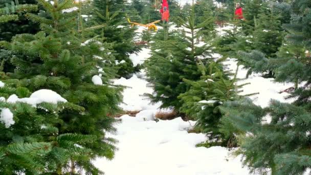 크리스마스 사람들은 크리스마스 트리를 마차에 합니다 침엽수림 과푸른 침엽수림은 겨울에 — 비디오