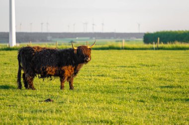 Highland yel değirmenlerinin arka planında inekler yetiştiriyor. Çiftçilik ve inek yetiştiriciliği. Kürklü inekler yeşil çayırlarda otlar. Gün batımında gün batımında çayırda İskoç inekleri.