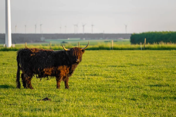 Las Vacas Highland Crían Fondo Los Molinos Viento Ganadería Cría —  Fotos de Stock