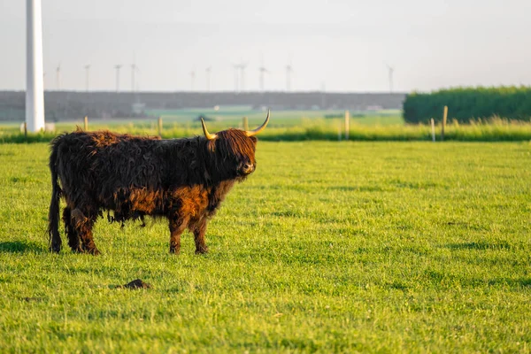 Las Vacas Highland Crían Fondo Los Molinos Viento Ganadería Cría —  Fotos de Stock