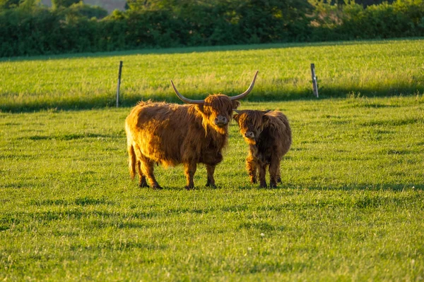 Las Vacas Highland Crían Fondo Los Molinos Viento Agricultura Cría —  Fotos de Stock