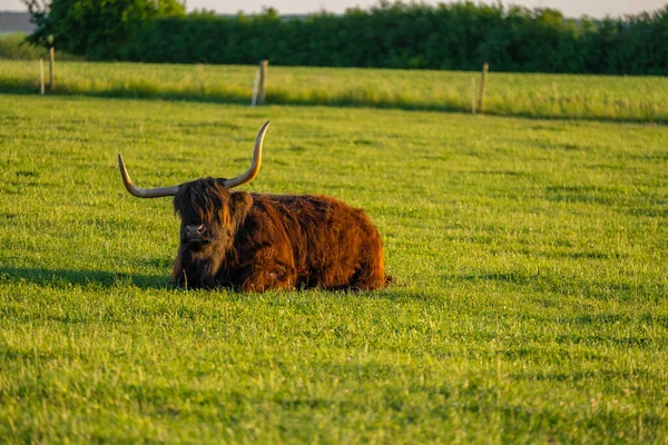 Horalské Krávy Chov Chov Krav Zelené Louce Pasou Chlupaté Horské — Stock fotografie